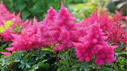 Как посадить и вырастить астильбу - яркий акцент в тенистом саду