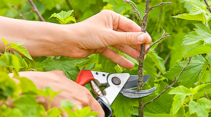 Правила обрезки смородины. Как получать обильные урожаи?
