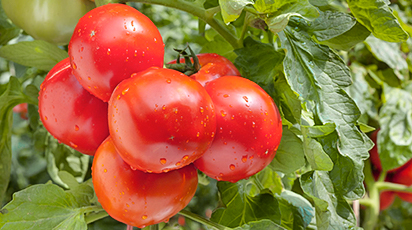 Как собрать ведро помидоров с куста в августе