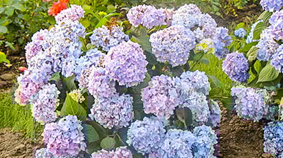 Как сохранить контейнерные гортензии зимой в прикопе