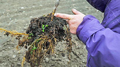 Как сохранить саженцы зимой, если сажать уже поздно