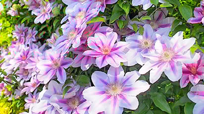 Как укрыть клематисы на зиму, чтобы не вымерзли