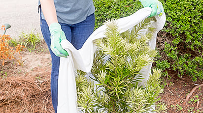 Как укрывать хвойники на зиму. Секреты опытных дачников