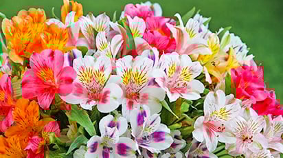 Как выращивать альстромерию: пошаговая инструкция - Беккер Как выращивать альстромерию: пошаговая инструкция