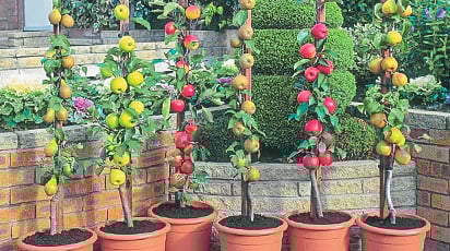 Как выращивать колоновидные деревья в контейнерах