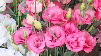 Выращиваем эустому – полная технология: от рассады до высадки в грунт - Беккер Выращиваем эустому – полная технология: от рассады до высадки в грунт