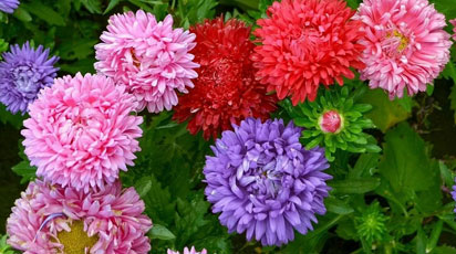 Как вырастить и ухаживать за пышными, красивыми астры - Беккер Как вырастить и ухаживать за пышными, красивыми астры