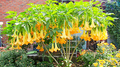 Бругмансия: правила выращивания из семян - Беккер Бругмансия: правила выращивания из семян