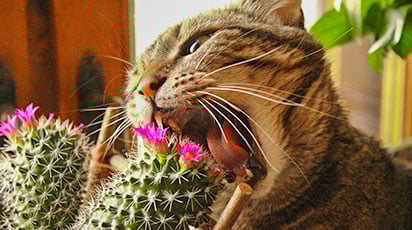 Как защитить растения от домашних животных: полезные советы