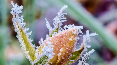 Как защитить сад от возвратных заморозков?