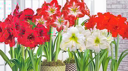 Как заставить цвести амариллис в домашних условиях