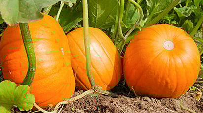 Как заставить тыкву плодоносить - советы опытных огородников