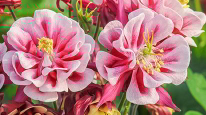 Какие цветы сеют зимой, в январе: бегония, гвоздика и другие красавицы