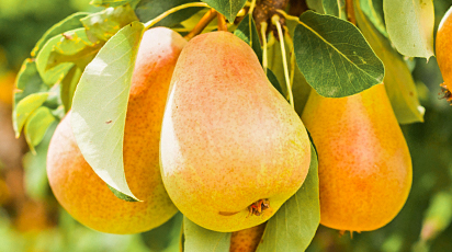 Какие плодовые деревья лучше сажать осенью и как это сделать правильно