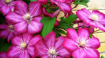 Клематис. Три типа обрезки при уходе за чудо-лианами