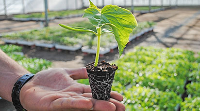 Когда сажать семена на рассаду – советы от Беккера