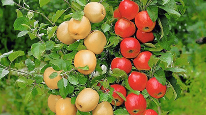 Колоновидные яблони: как отличаются от обычных