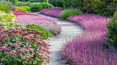 Лаванда: выращивание с красивым и ароматным результатом