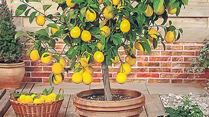 Лимон дома – запас витаминов на весь год