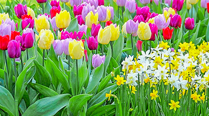 Как сочетать луковичные на клумбе. Создаём оригинальные композиции - Беккер Как сочетать луковичные на клумбе. Создаём оригинальные композиции