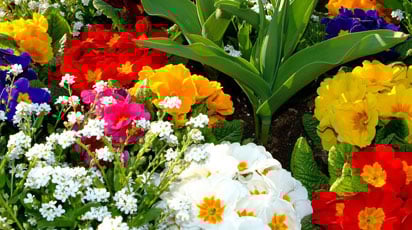 Многолетние цветы для вашего сада, которые цветут в первый год после посадки