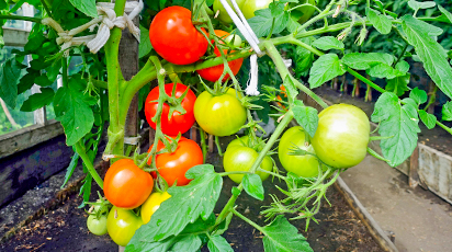 Наш участок невелик, но лениться не велит – приглашает Лобода Наталья Петровна