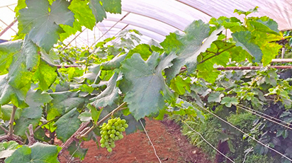 Как правильно обрезать и укрывать виноград на зиму