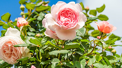 Опадают листья у садовой розы что делать?