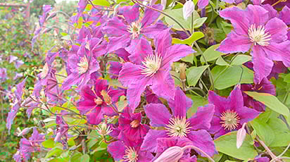 Почему так важна осеняя обрезка клематисов? Секреты пышного цветения