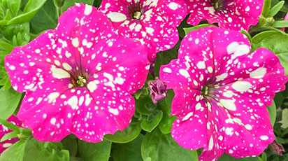 Петуния из семян – космическое предложение от «Беккер»