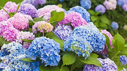 Почему на гортензии черные пятна?