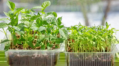 Почему рассада вытягивается и как это исправить