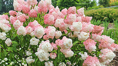 Почему розовая гортензия цветет белым? 