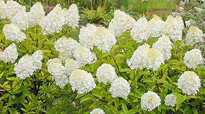 Почему у метельчатой гортензии желтеют листья?