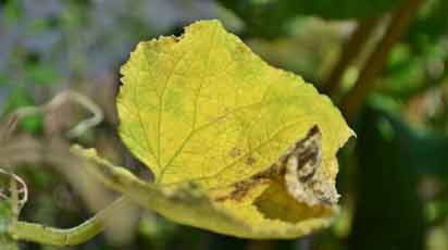 Дачники рассказали, как спасать огурцы, если у них начали желтеть листья