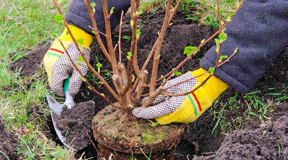 Почему я сажаю осенью: рассказываю о преимуществах осенней посадки растений