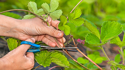 Подготовка клубники к зиме: как уберечь ягодную плантацию от морозов
