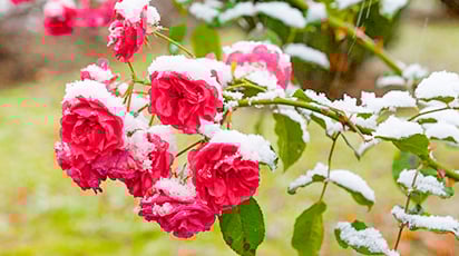 Готовим розы к зиме правильно. План осенних работ