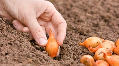 Подзимние посевы овощей: как и когда сажать