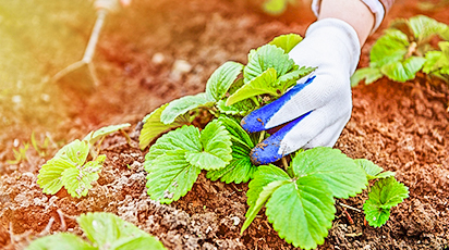 Пора сажать землянику! Сроки и правила осенней посадки
