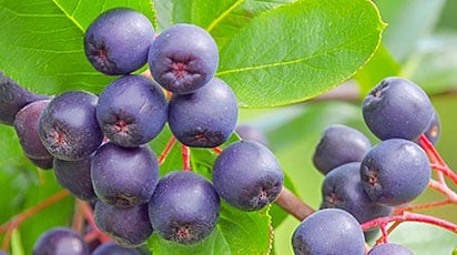 Черноплодная рябина: секреты посадки и ухода