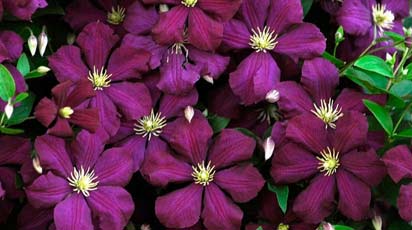 Посадка и выращивание клематисов в открытом грунте и контейнерах