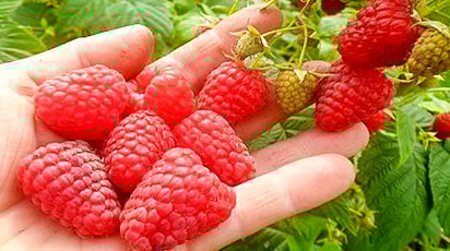 Посадка ремонтантной малины осенью: советы эксперта