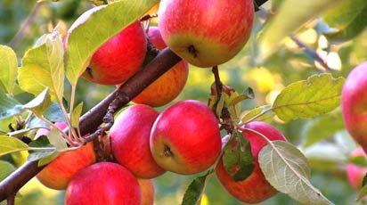 Посадка яблони весной: сроки, правила укоренения