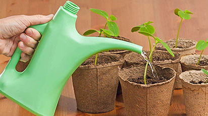 Посев семян в кипяток – экстремальный способ получения здоровой рассады