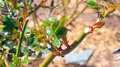 Обрезка роз весной — главные правила