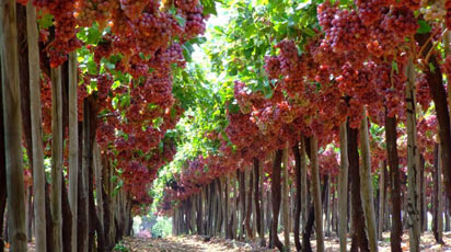 Правильная посадка винограда весной – залог отличного урожая!