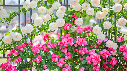 Правильный уход за плетистой розой: посадка, подкормки, обрезка