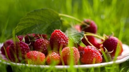 Преимущества высадки ремонтантной малины весной