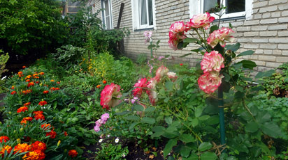 Приезжайте на Алтай – для растений дивный край. Приглашает Людмила Мусатова